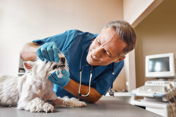 Best Pediatric Emergency Dentist in Shady Side, MD